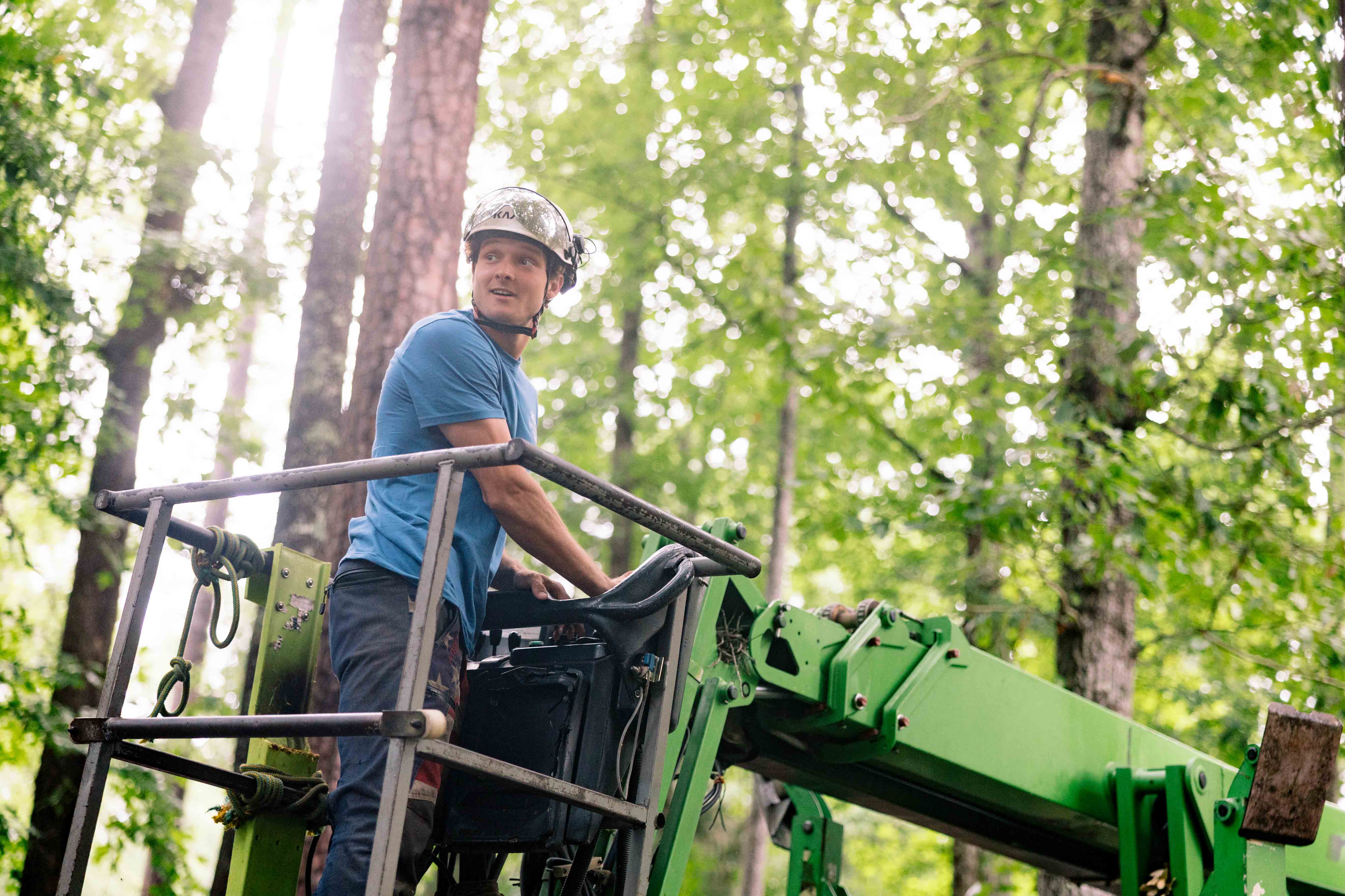 Professional tree care services